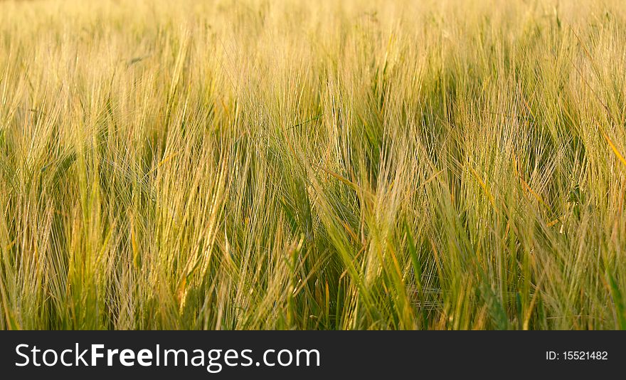 Big field of golden wheat. Big field of golden wheat