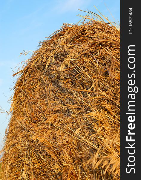 Freshly rolled hay bale against blue sky