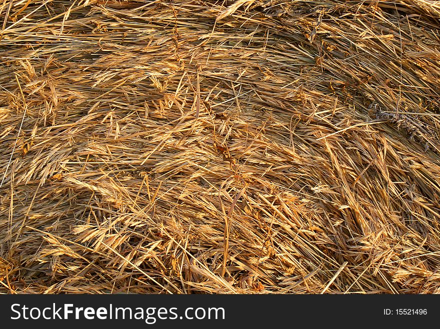 Texture of freshly rolled hay bale