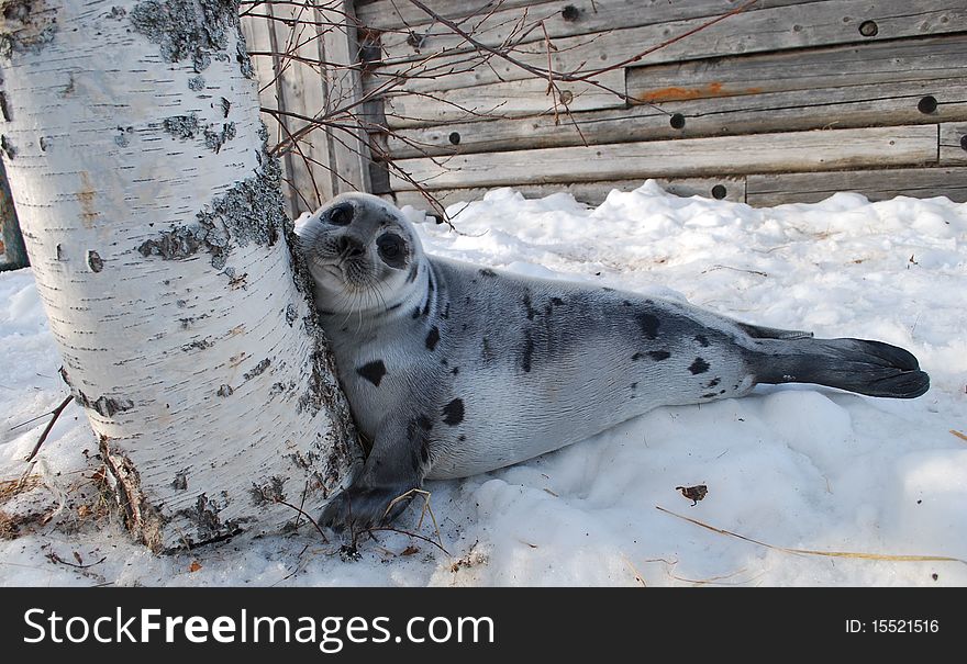 Seal puppy with birch. Winter