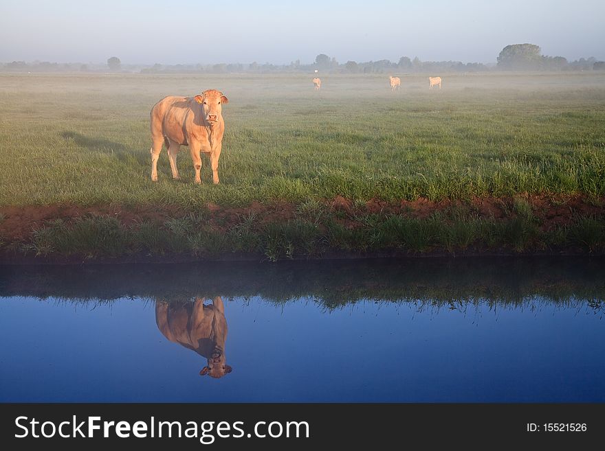 Sunrise with morning dew and cows in farmland