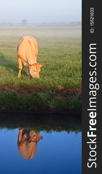 Sunrise with morning dew and cow with reflextion in water in farmland