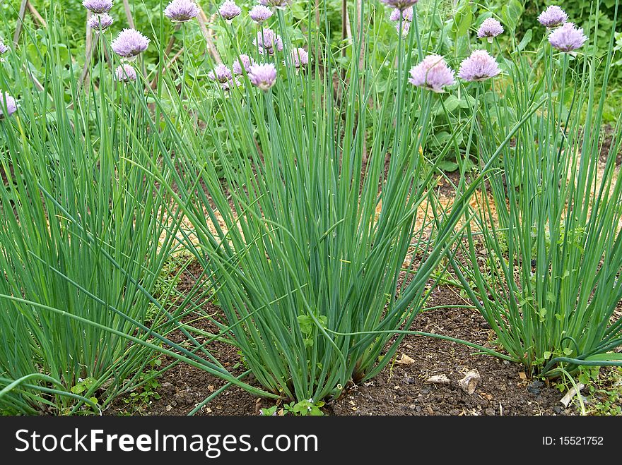 Blossoming green onions grow on a ground in the summer. Blossoming green onions grow on a ground in the summer