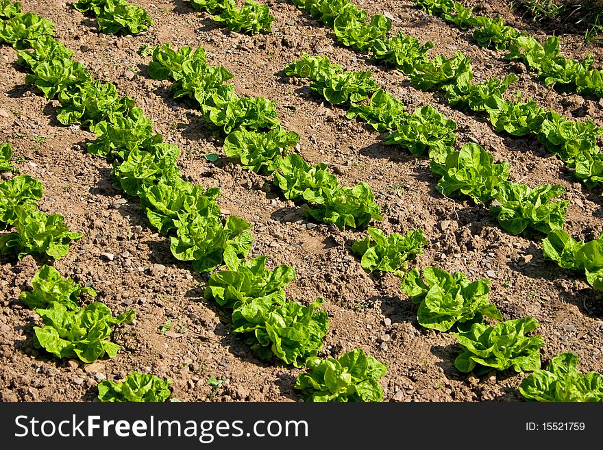 Green salad field on spring day