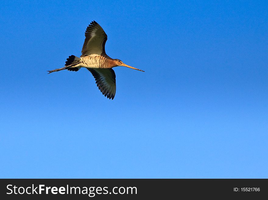 Godwit bird flying in the sky in close-up