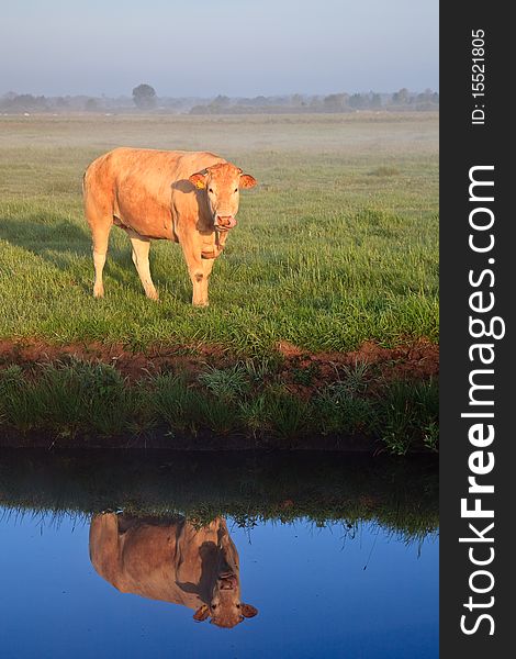 Sunrise with morning dew and cow with reflection in water in farmland