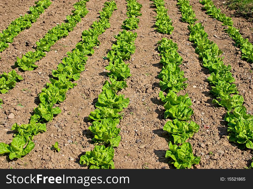 Green salad field on spring day