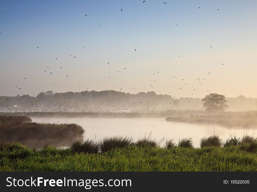 Moring Landscape With Lots Of Birds