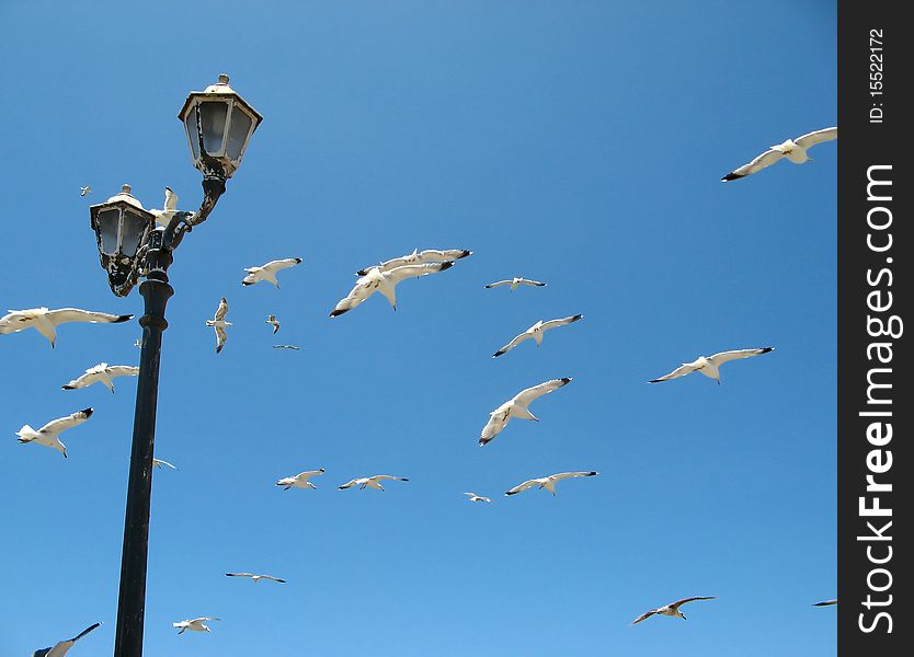 Flock of gulls in Essaouira