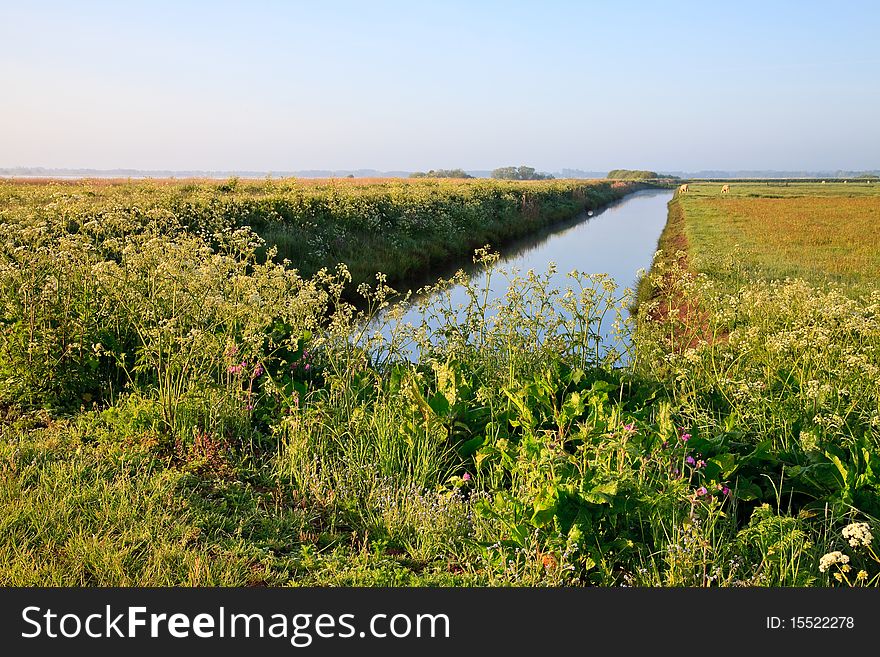 Landscape of farmland with cows in spring time. Landscape of farmland with cows in spring time