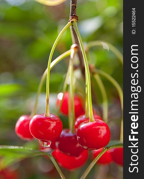 Branch with ripe red cherries. Branch with ripe red cherries