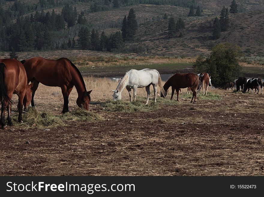 Horses in a field eating