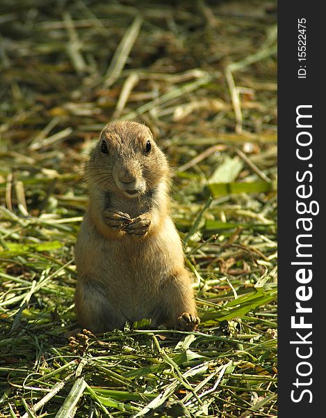 A young prairie dog is eating seeds,. A young prairie dog is eating seeds,