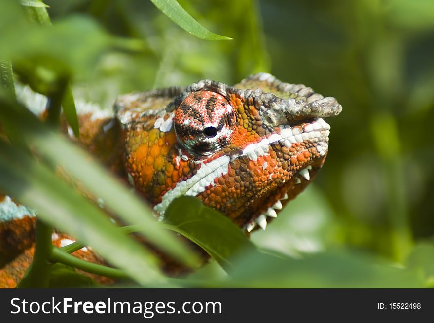 A panther chameleon is looking from leaves. A panther chameleon is looking from leaves.
