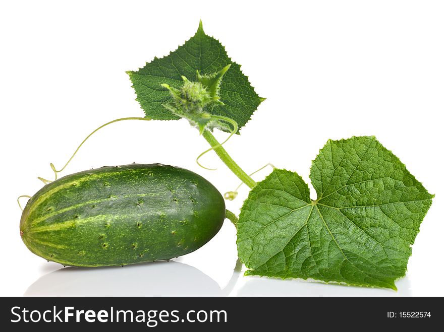Green cucumber with leaves isolated on white
