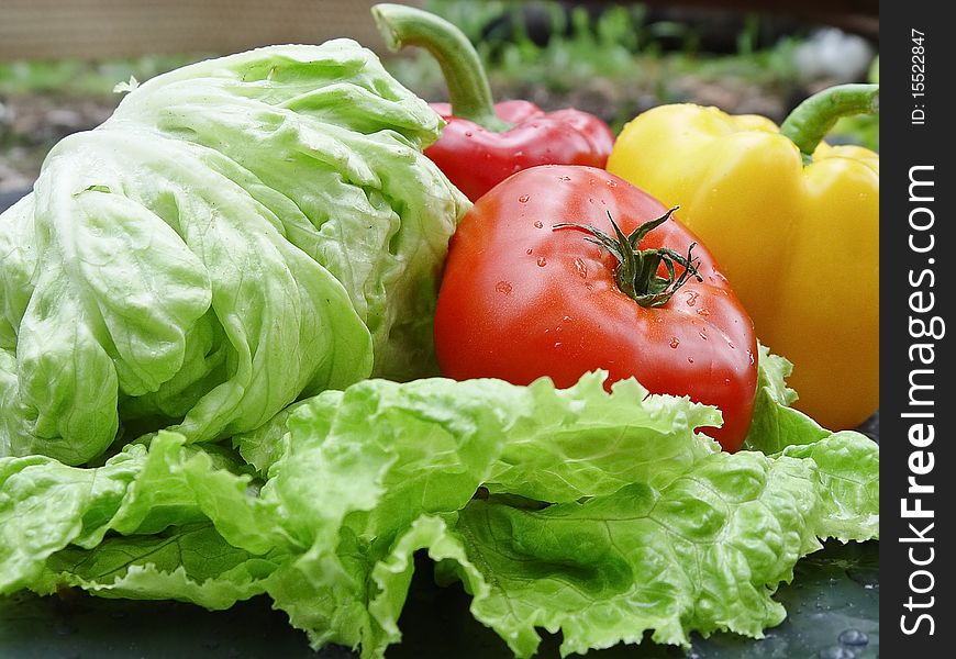 Fresh Vegetables:tomato,green salad