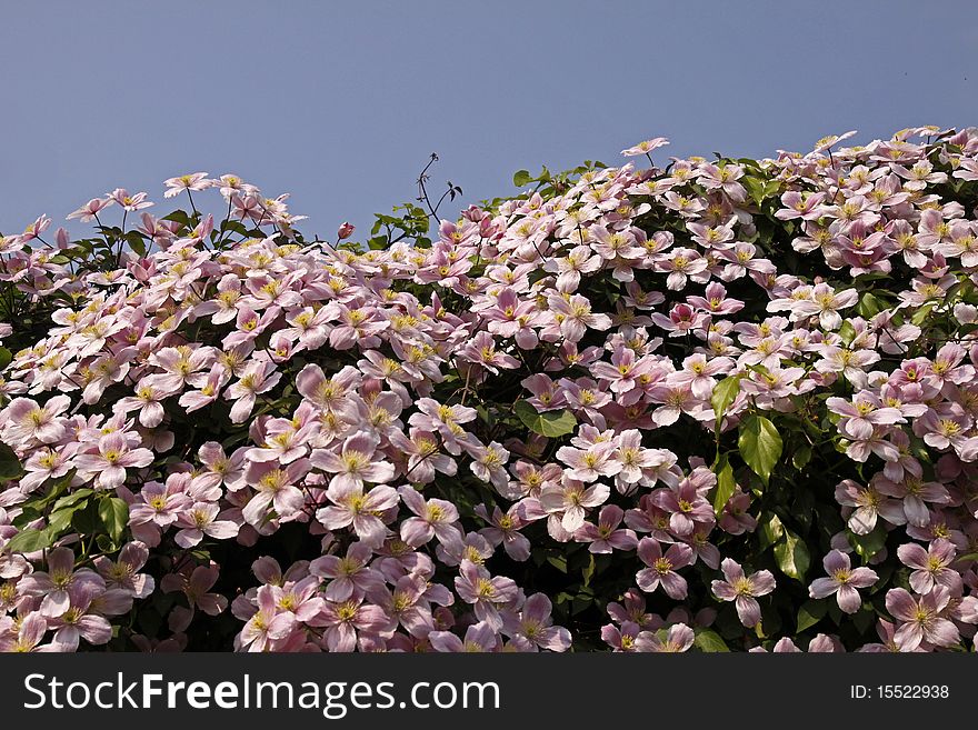 Clematis montana, wall flower in spring