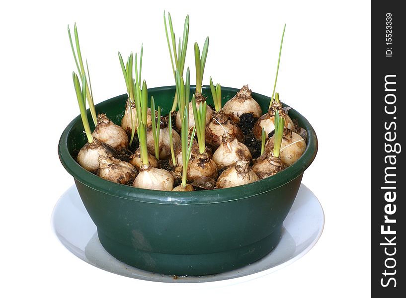 Young onions in vase on white background