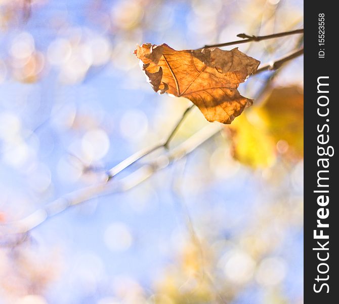 Autumn leaf on bokeh sky