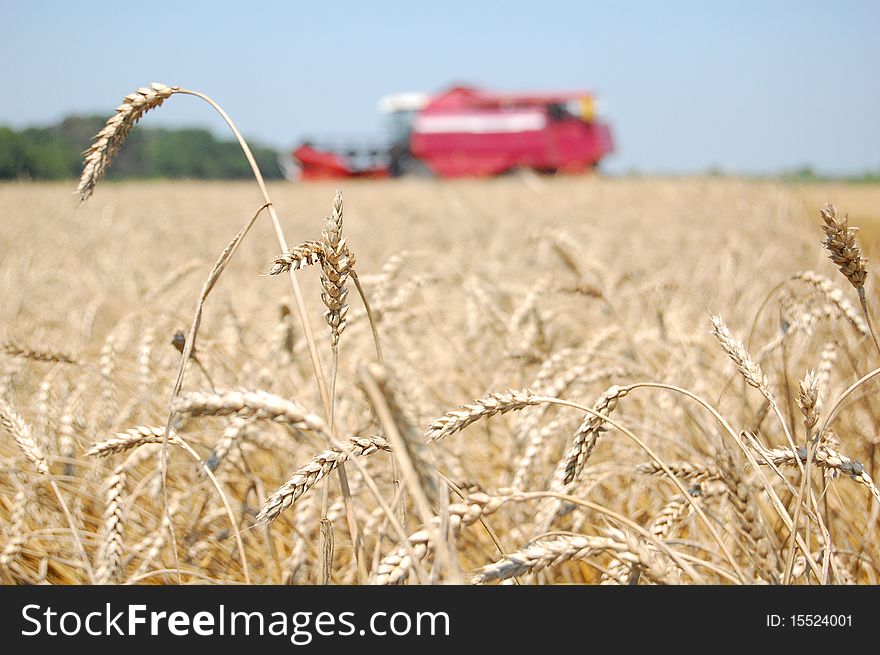 Combine harvest wheat on Ukrainian field. Combine harvest wheat on Ukrainian field.
