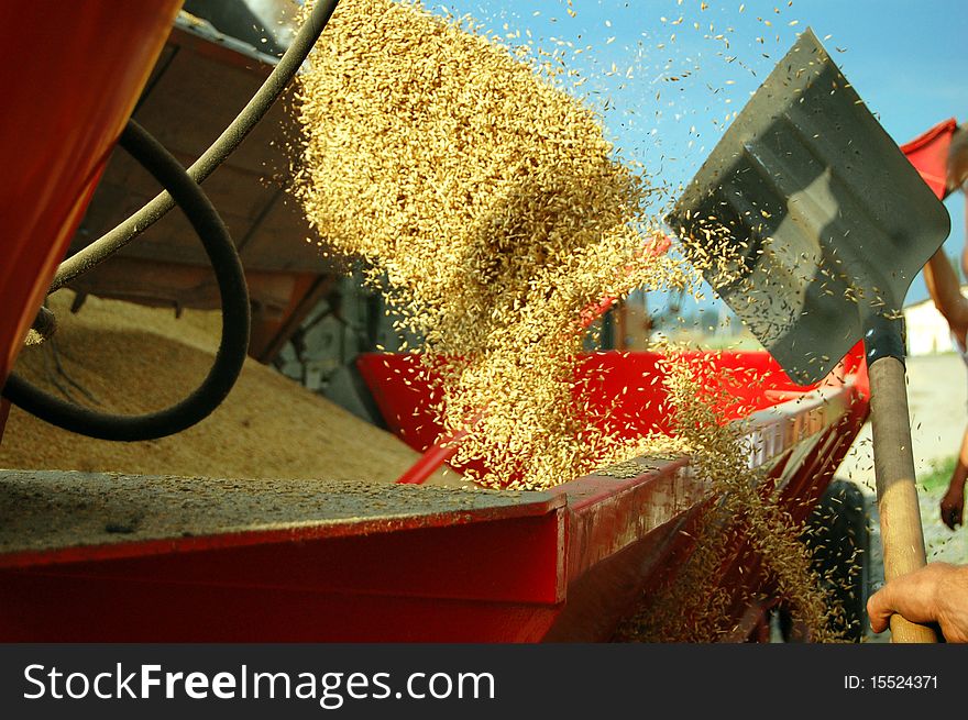 Throwing wheats grain to reloader. Throwing wheats grain to reloader.