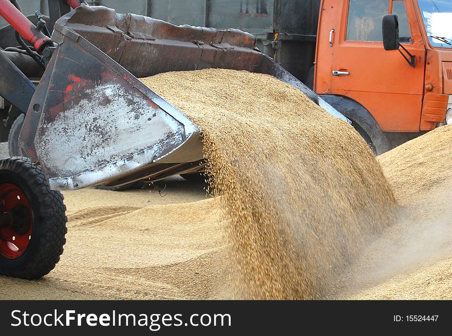 Uploading wheats grain from big heap to truck. Uploading wheats grain from big heap to truck.