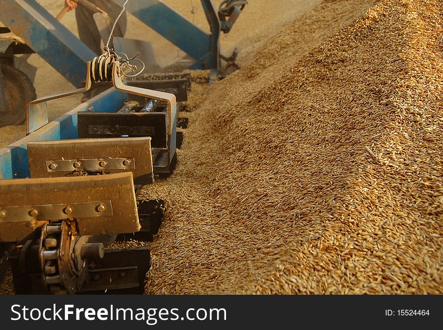 Uploading Grain By Bucket Conveyer