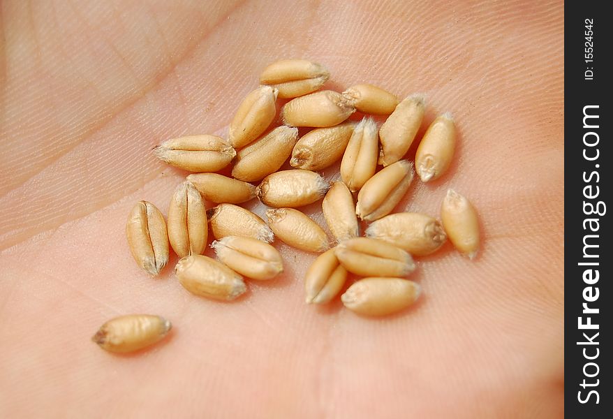 Seeda of wheat on hand of agronomist. Seeda of wheat on hand of agronomist.