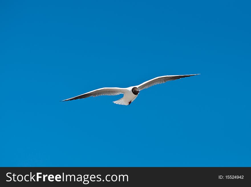 Seagull flying in air and blue sky