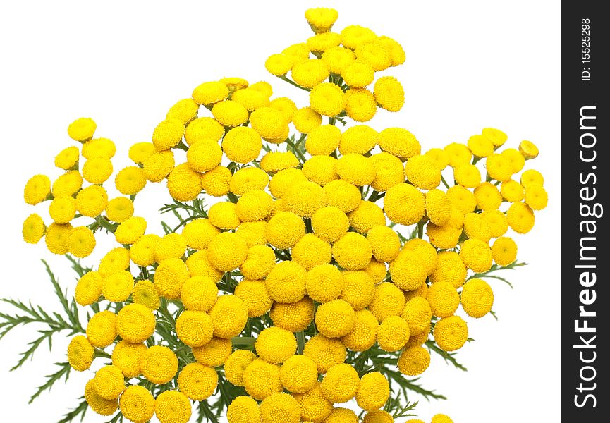 Tansy isolated on a white background
