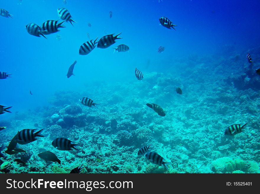 Underwater photo fish and reef of Red Sea. Underwater photo fish and reef of Red Sea.