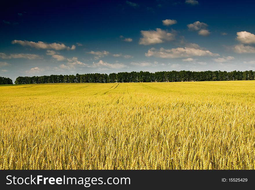 Summer Landscape With Cereals Field.