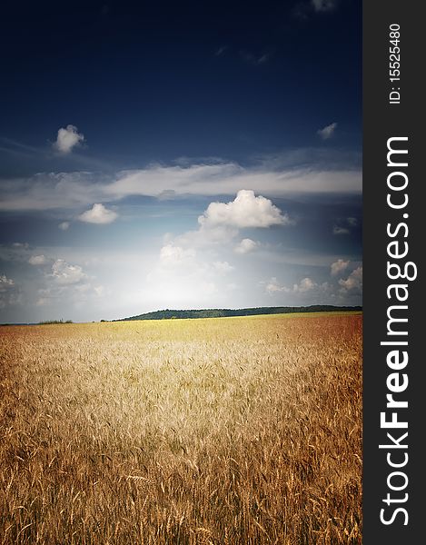 Field Of Ripe Wheat And Blue Sky.