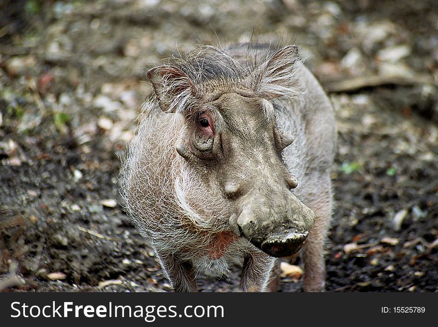 Warthog at cleveland ohio zoo