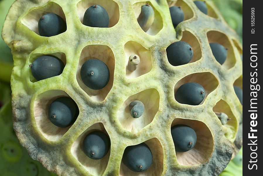 Lotus seeds, shot it in the summer