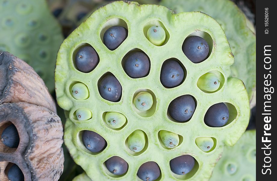 Lotus seeds, shot it in the summer