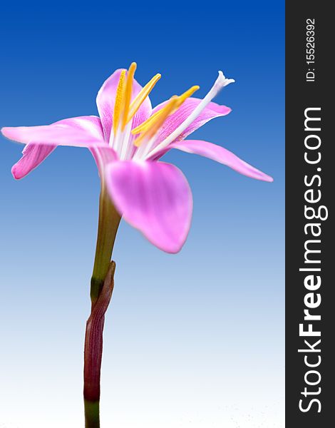 Orchid on a blue background