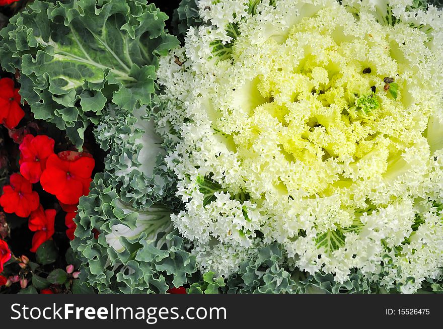 Yellow Ornamental Cabbage