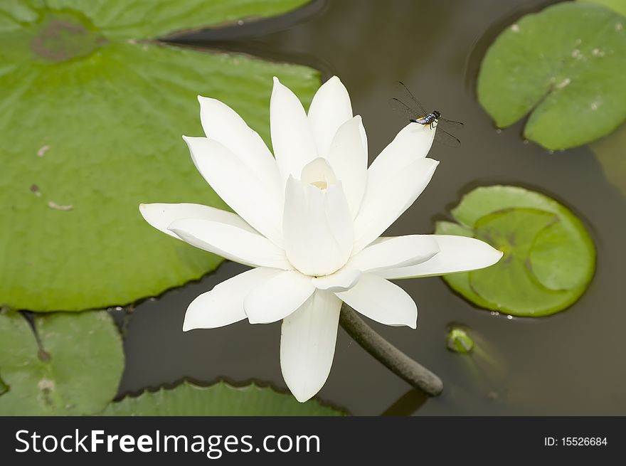 Lotus and Dragonfly in a pond