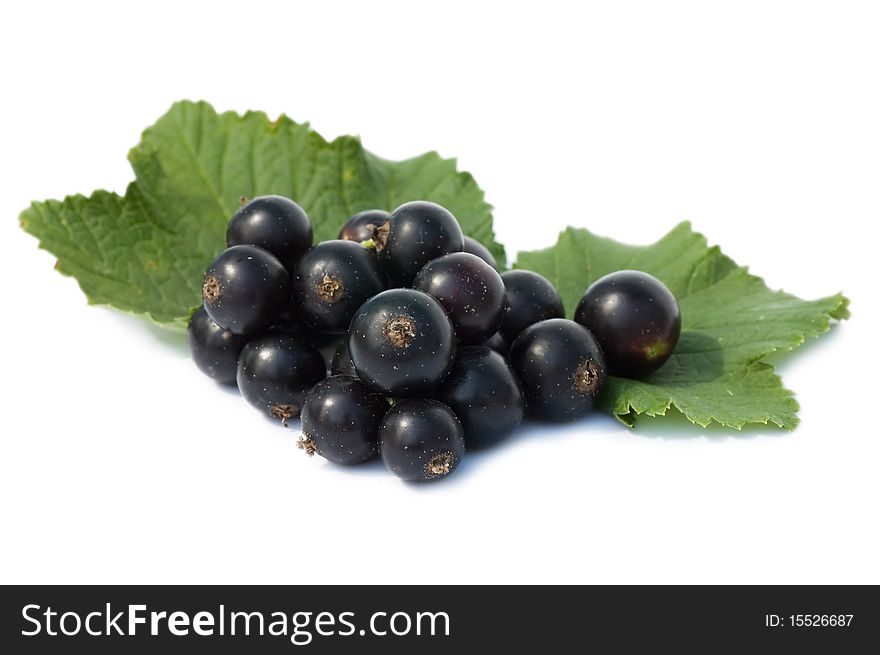 Black currant isolated on white background still life