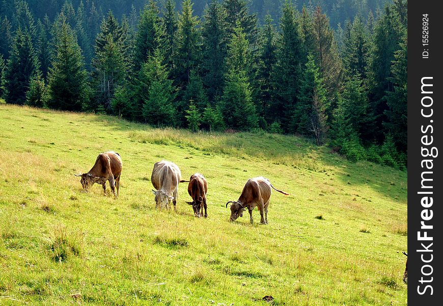 Cows grazing on a green pasture in rural Carpathians, Ukraine. Cows grazing on a green pasture in rural Carpathians, Ukraine