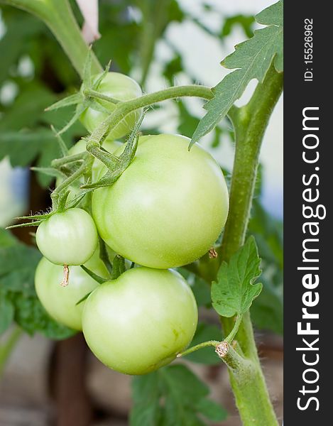 Green tomatoes on a branch close up