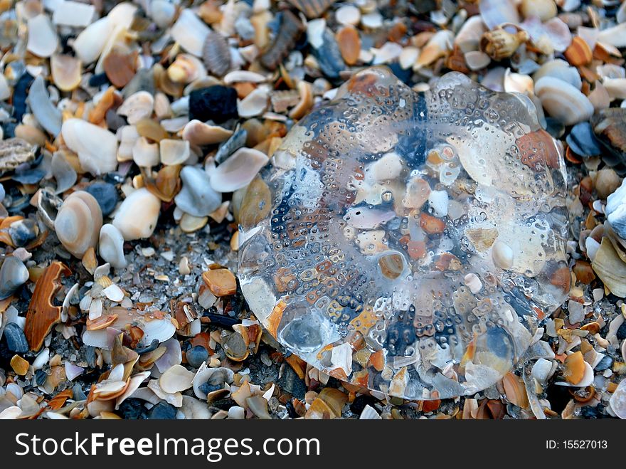 A translucent jellyfish resting on the crumbled shells of an Atlantic beach.