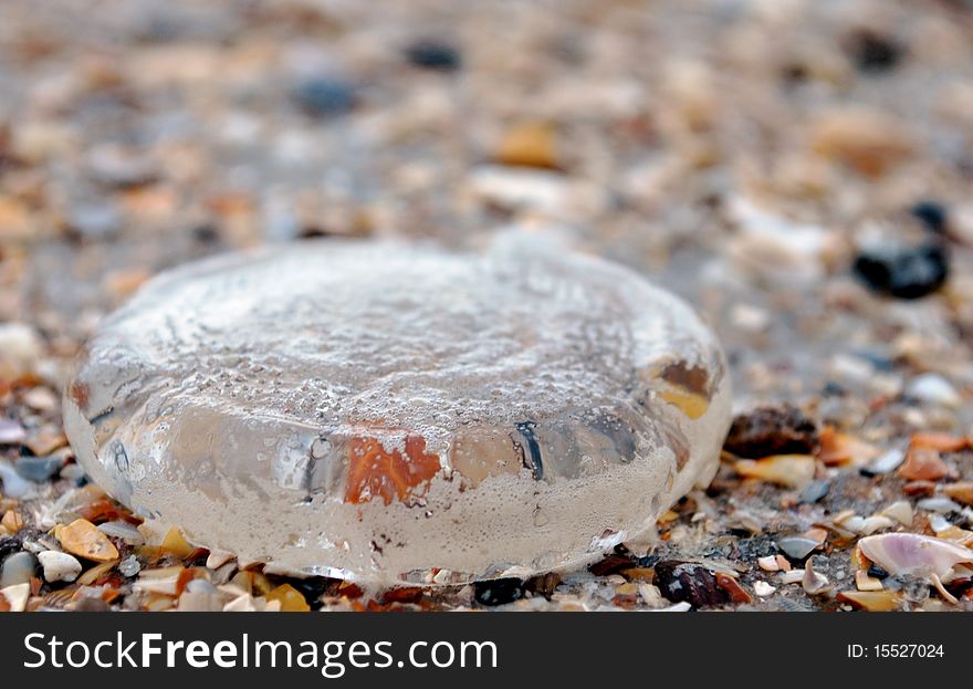 A translucent jellyfish stranded on the sand and crumbled shells of an Atlantic beach.