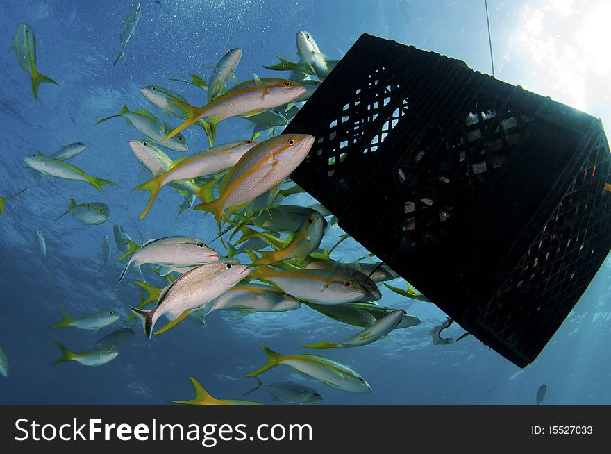 Yellow tail snappers congregate around a bait box at Tiger Beach Bahamas.