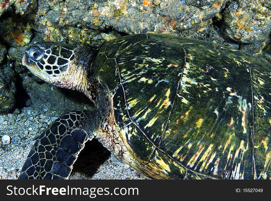 A green sea turtle hiding near a coral head