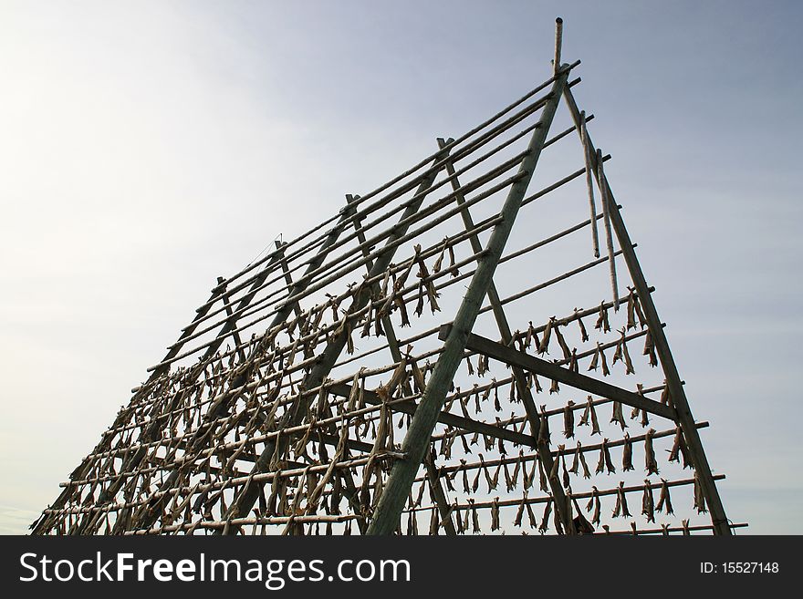 Traditional  Hennngsvaer in Lofoten's wooden  racks to hang the cod to get dry,. Traditional  Hennngsvaer in Lofoten's wooden  racks to hang the cod to get dry,