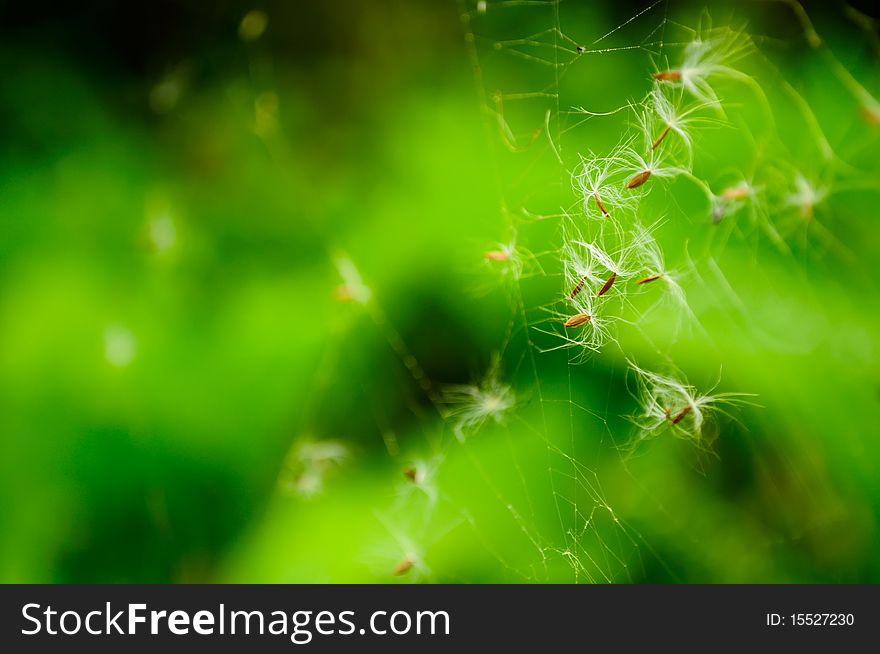 Dandelion parachutes trapped in a spider web. Dandelion parachutes trapped in a spider web