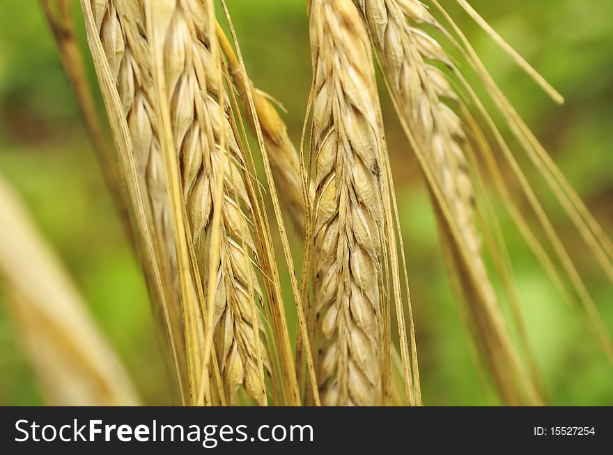 A closeup shot of golden ears of barley