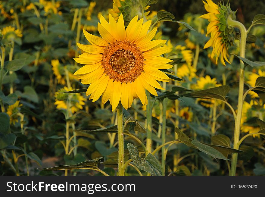 Sunflower looking in opposite direction. Sunflower looking in opposite direction